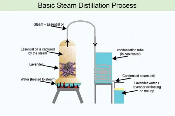 Lavender Hydrosol - Floral Water - Organic - Soothes Pet Anxiety