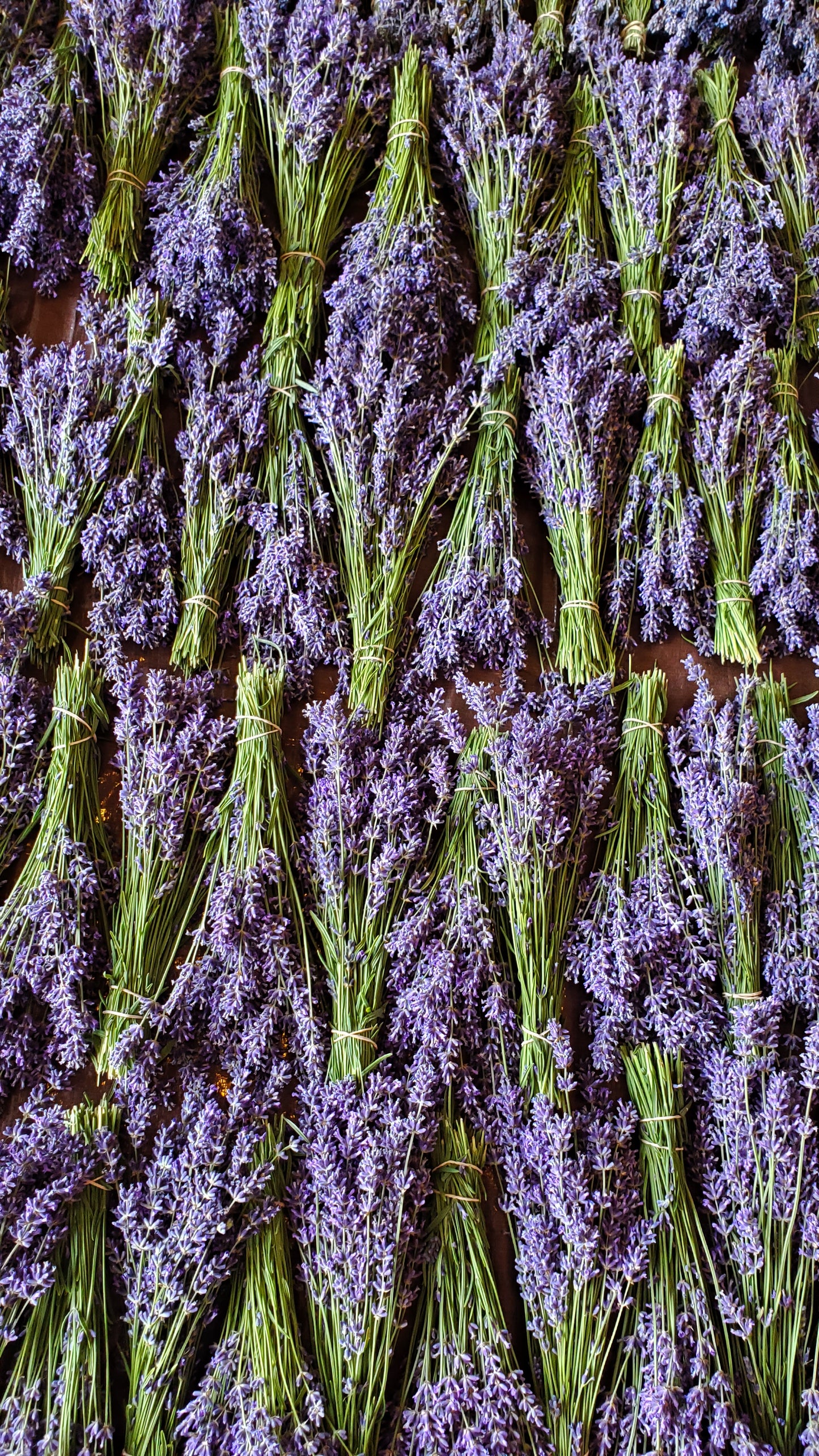 Lavender Buds - Organic - Culinary - DIY - Wedding Favors